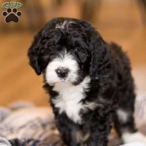 Banks, Bernedoodle Puppy